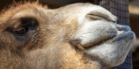 Camel close up at Smoky Mountain Deer Farm and Exotic Petting Zoo, Sevierville, Tennessee