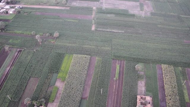 Aerial view of lush green fields near Luxor, Egypt