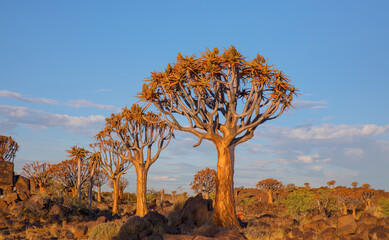 Quiver Tree Forest near Keetmanshoop at amazing sunset , Namibia