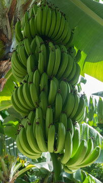 Banana o guineo