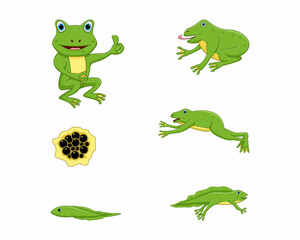 Obraz premium frog set bundle