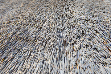 Typical African thatched roof round hut textur background