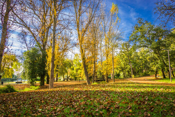 Wonderful autumn landscape. Beautiful romantic city park with autumn leaves on the ground. City park of Bonito, located in Entroncamento - Portugal 