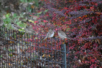 Birds on a fence in fall