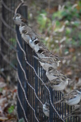 Birds on a fence in fall