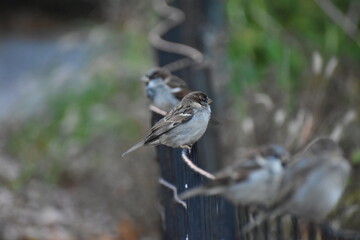 Birds on a fence in fall
