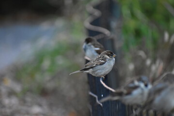 Birds on a fence in fall