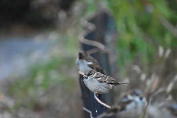 Birds on a fence