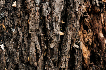 bark of a hickory tree