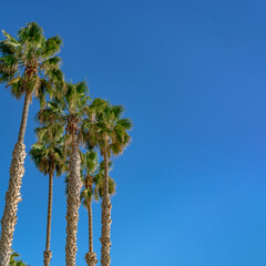 Group of palm trees with clear sky