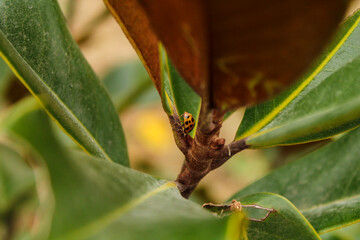 Ladybug climbing a magnolia tree in Autumn