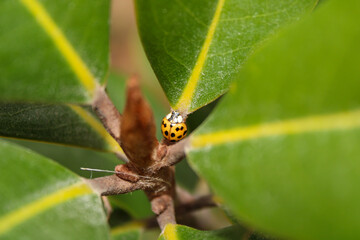 Ladybug on a Magnolia tree in Autumn
