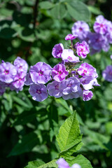 The beautiful purple garden phlox flowers blooming under the sun