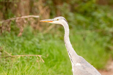 grey heron