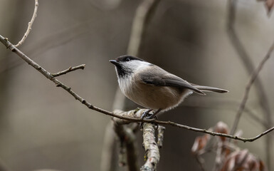 Obraz premium Tannenmeise