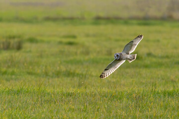 Short-eared owl (Asio flammeus) flying over fields in winter sunshine in France. 