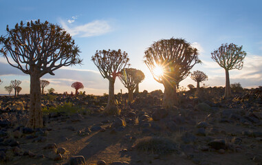 Quiver Tree Forest near Keetmanshoop at amazing sunset , Namibia