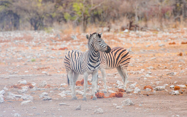 Fototapeta na wymiar Two Zebras create perfect symmetry, harmony while standing had to head - Etosha park, Namibia