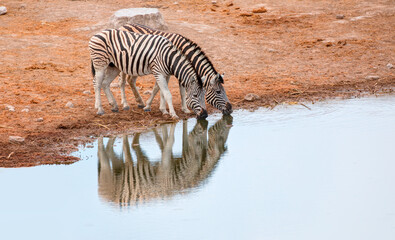 Fototapeta na wymiar Two zebras drinking and eating at a lake - Etosha Park, Namibia