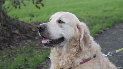 golden retriever dog