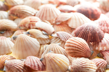Identical mussels of seashells, summer and travel concept.