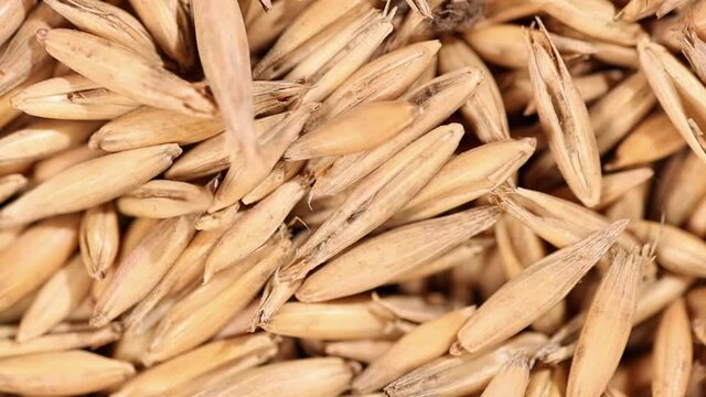 Rotation of oats in close-up. Lots of grain. Super Mario. Harvesting grain.