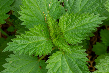 leaves of a nettle