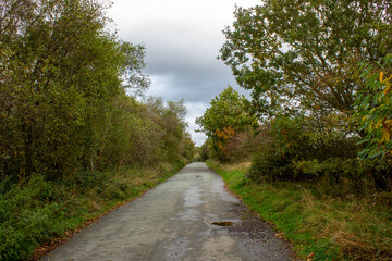 road in the woods