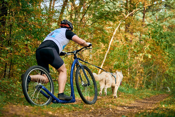 Dog scootering competition, sled dog mushing race, Siberian Husky dog pulling scooter with musher