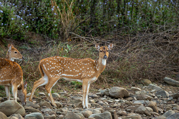 Naklejka na ściany i meble Spotted deer or Chital or axis axis side profile with eye contact at dhikala zone of jim corbett national park reserve uttarakhand India