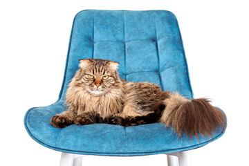 Adorable longhair Highland Scottish Fold cat lying on blue velvet chair isolated on white background