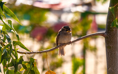 Descanso en plumas