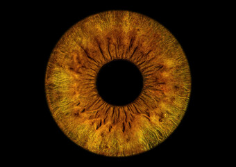 Auge