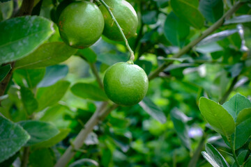 Green Lime in of Thailand