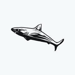 Shark drawing vector illustration. Shark hand draw.