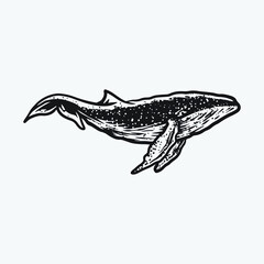 Shark drawing vector illustration. Shark hand draw.