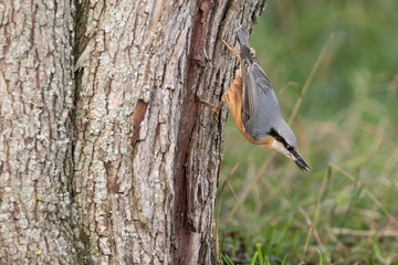 nuthatch