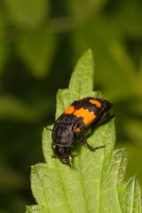 Burying beetle Nicrophorus vespilloides on a leaf 