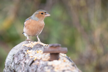 Male Chaffinch 
