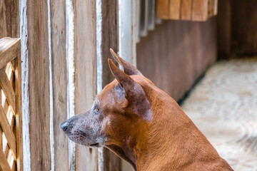 A brown dog is looking at something through the gap between the wooden fence.