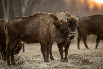 European bison - Bison bonasus in the Knyszyn Forest (Poland) © szczepank