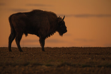 European bison - Bison bonasus in the Knyszyn Forest (Poland) © szczepank
