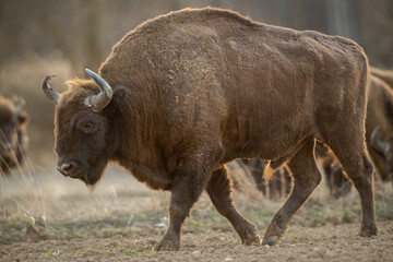 European bison - Bison bonasus in the Knyszyn Forest (Poland) © szczepank