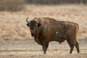 European bison - Bison bonasus in the Knyszyn Forest (Poland) © szczepank