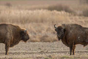 European bison - Bison bonasus in the Knyszyn Forest (Poland) © szczepank
