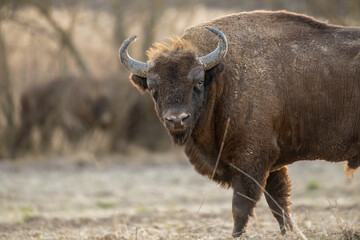 European bison - Bison bonasus in the Knyszyn Forest (Poland) © szczepank