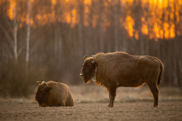 European bison - Bison bonasus in the Knyszyn Forest (Poland) © szczepank