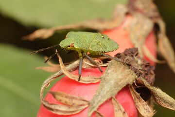 Green shield bug Palomena prasina