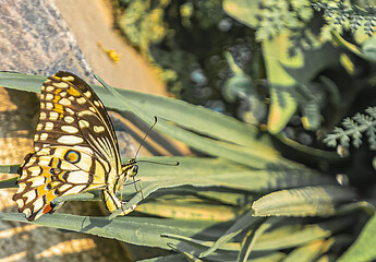 Lemon Butterfly resting on a plant