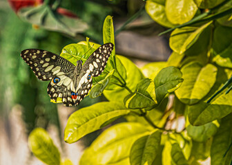 Fototapeta na wymiar Lemon Butterfly in a garden